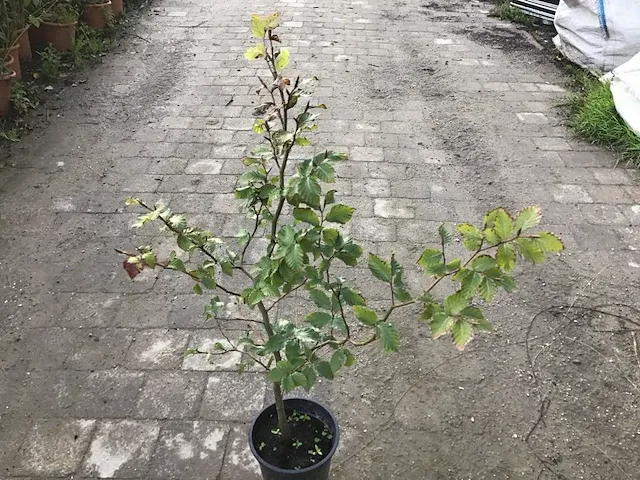 140 haagplanten - afbeelding 1 van  5