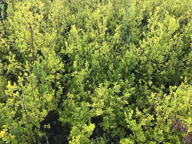 140 haagplanten - afbeelding 4 van  5