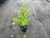 140 haagplanten - afbeelding 5 van  5