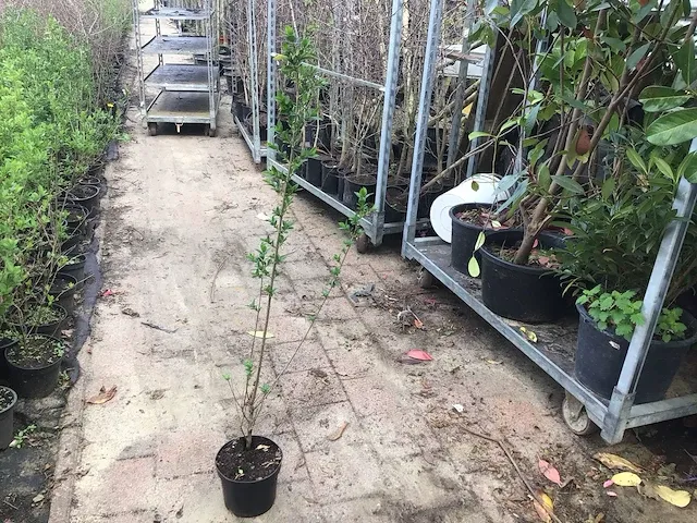 140 haagplanten - afbeelding 2 van  5