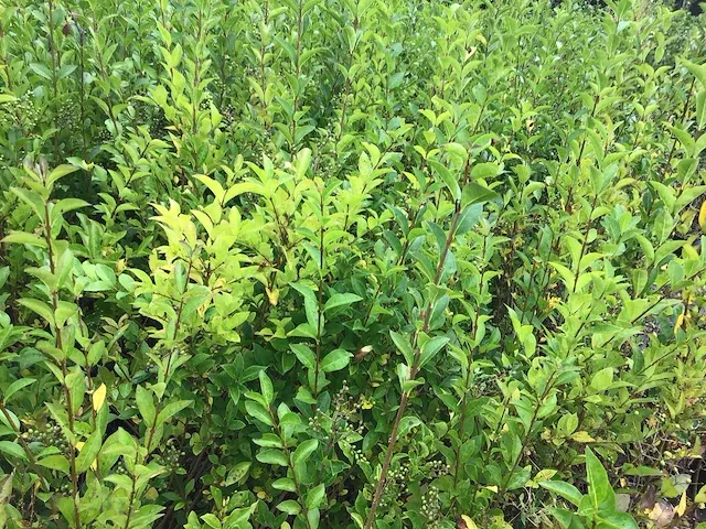 140 haagplanten - afbeelding 3 van  5