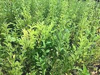 140 haagplanten - afbeelding 3 van  5