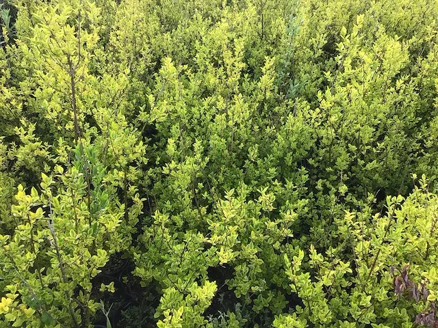 140 haagplanten - afbeelding 4 van  5
