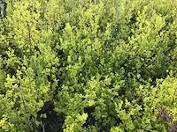 140 haagplanten - afbeelding 4 van  5