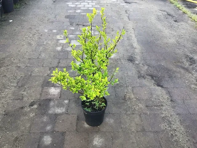 140 haagplanten - afbeelding 5 van  5