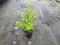 140 haagplanten - afbeelding 5 van  5