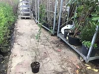 140 haagplanten - afbeelding 2 van  5