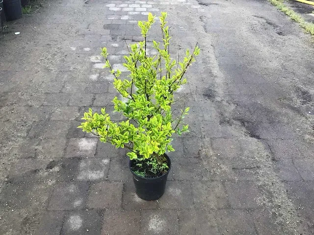 140 haagplanten - afbeelding 5 van  5