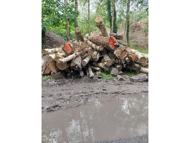 14,4 stère berk en wilg - afbeelding 1 van  1