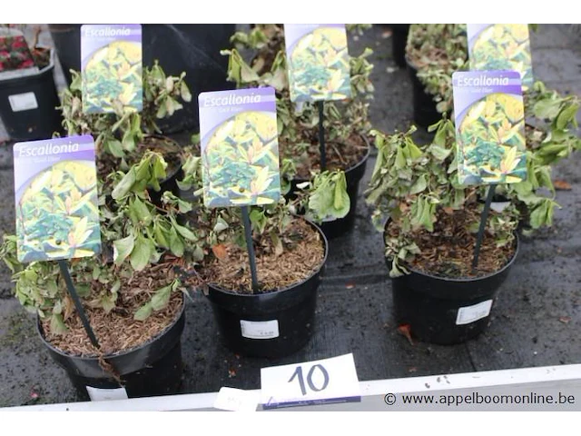 15 buitenplanten escallania - afbeelding 1 van  2