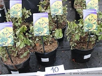 15 buitenplanten escallania - afbeelding 1 van  2
