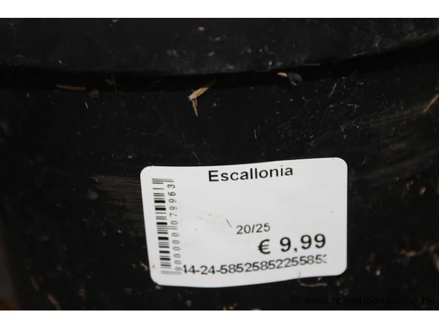 15 buitenplanten escallania - afbeelding 2 van  2