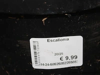 15 buitenplanten escallania - afbeelding 2 van  2
