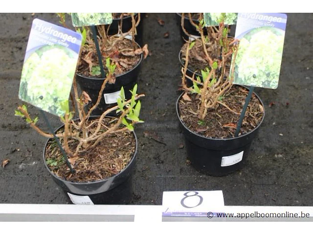 15 buitenplanten hydrangea - afbeelding 1 van  2