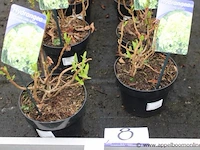 15 buitenplanten hydrangea - afbeelding 1 van  2