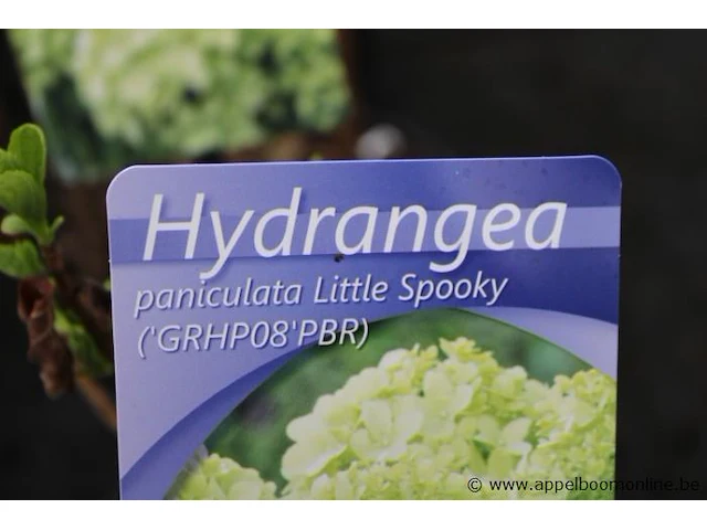 15 buitenplanten hydrangea - afbeelding 2 van  2