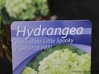 15 buitenplanten hydrangea - afbeelding 2 van  2