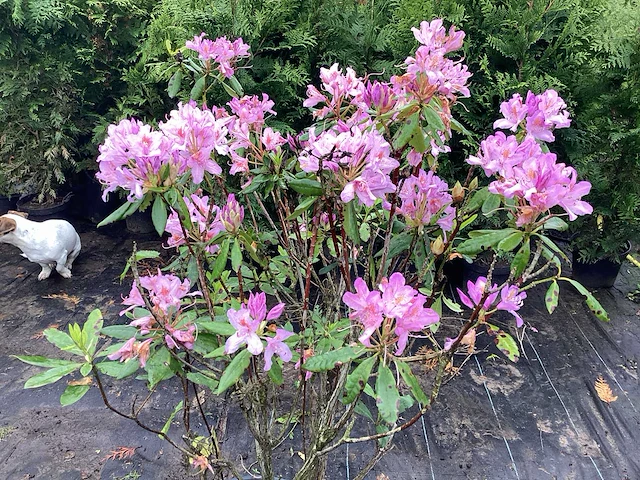 15 rododendron ponticum 100-120 - afbeelding 1 van  2