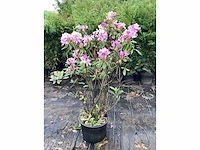 15 rododendron ponticum 100-120 - afbeelding 2 van  2