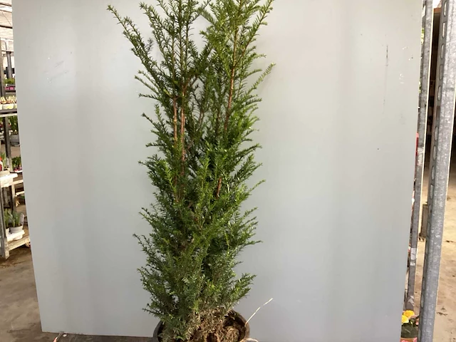 15 taxus 100-120 - afbeelding 1 van  2