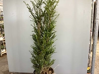 15 taxus 100-120 - afbeelding 1 van  2