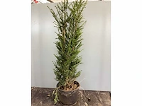 15 taxus 100-120 - afbeelding 2 van  2