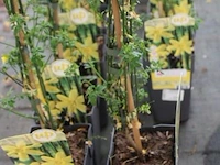 16 buitenplanten jasminum nudiflorum