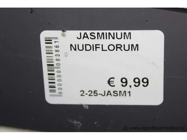16 buitenplanten jasminum nudiflorum - afbeelding 2 van  2