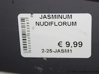 16 buitenplanten jasminum nudiflorum - afbeelding 2 van  2