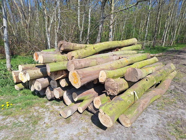 16 stère esdoorn,beuk,boskers - afbeelding 1 van  4