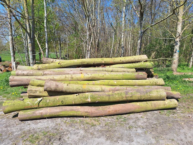 16 stère esdoorn,beuk,boskers - afbeelding 2 van  4