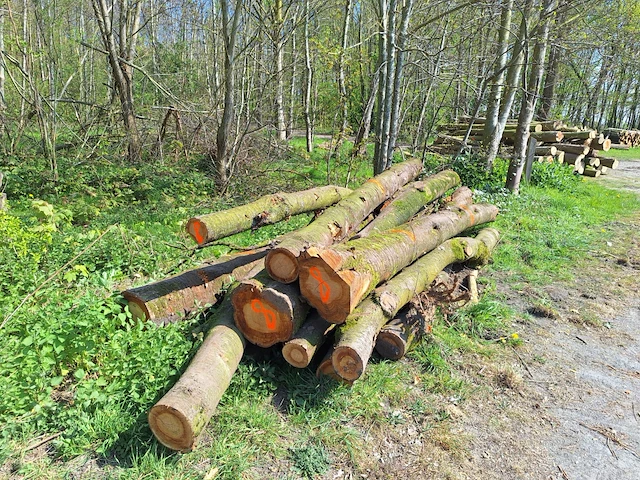 16 stère esdoorn,beuk,boskers - afbeelding 4 van  4