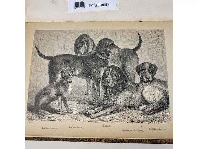 1876 der hund und seine racen door leopold joseph fitzinger - afbeelding 3 van  8