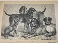 1876 der hund und seine racen door leopold joseph fitzinger - afbeelding 3 van  8