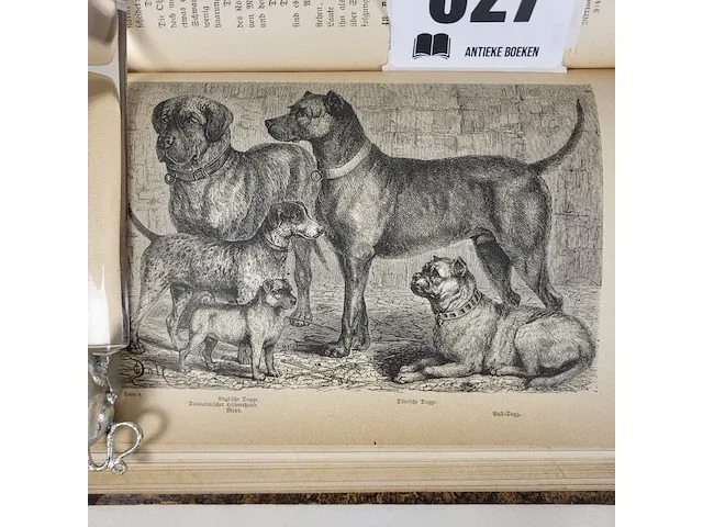 1876 der hund und seine racen door leopold joseph fitzinger - afbeelding 4 van  8