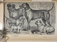 1876 der hund und seine racen door leopold joseph fitzinger - afbeelding 4 van  8