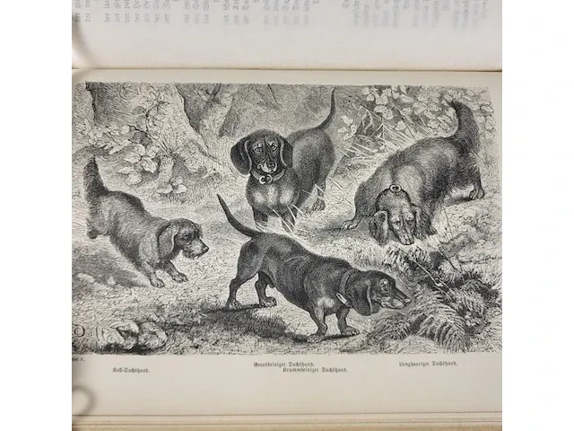 1876 der hund und seine racen door leopold joseph fitzinger - afbeelding 5 van  8
