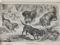 1876 der hund und seine racen door leopold joseph fitzinger - afbeelding 5 van  8