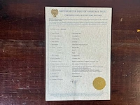 1974 tiumph tr6 oldtimer - afbeelding 37 van  43