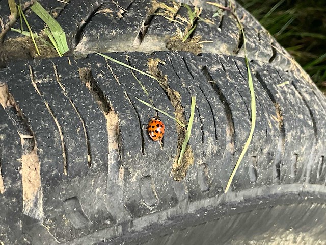 1999 weijers w-2000-b aanhangwagen - afbeelding 21 van  33