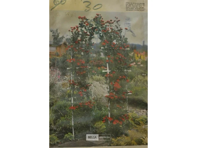 1x rozenboog voor in de tuin h 100 cm - afbeelding 2 van  3
