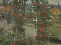 1x rozenboog voor in de tuin h 100 cm - afbeelding 2 van  3