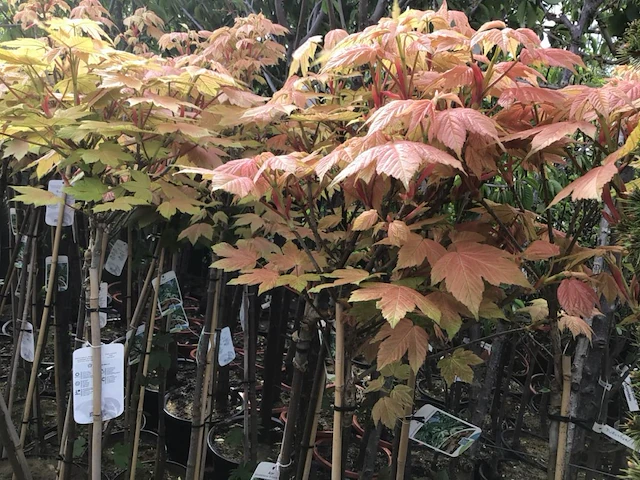 2 acer brillantissimum op stam - afbeelding 1 van  1