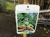 2 acer brillantissimum op stam - afbeelding 1 van  3