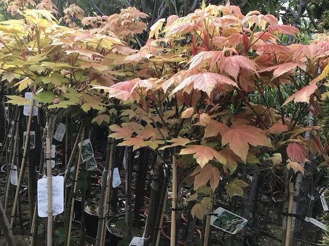 2 acer brillantissimum op stam - afbeelding 2 van  3