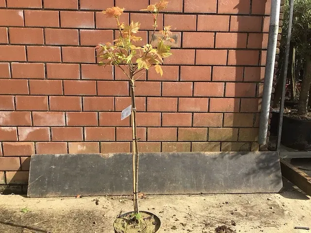 2 acer brillantissimum op stam - afbeelding 3 van  3