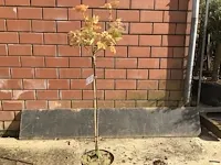 2 acer brillantissimum op stam - afbeelding 3 van  3