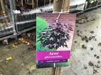 2 acer crimson op stam - afbeelding 1 van  2