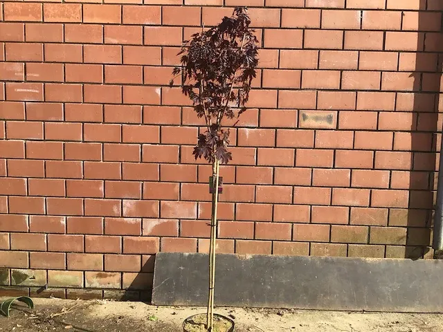2 acer crimson op stam - afbeelding 2 van  2