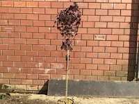 2 acer crimson op stam - afbeelding 2 van  2